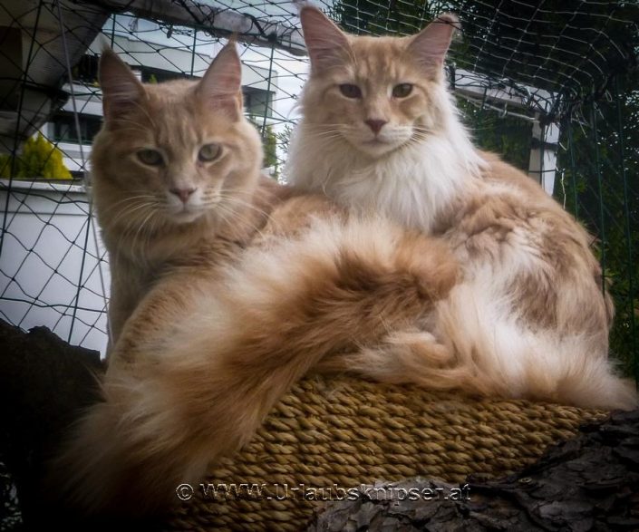 Sandy&Simba (235)